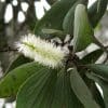 Melaleuca leucadendron var. cajuputi