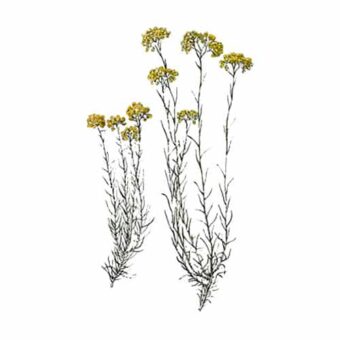 Helichrysum gymnocephalum