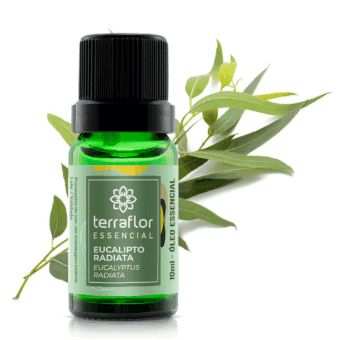 Frasco de óleo essencial Eucalipto radiata (Eucalyptus radiata) Terra Flor