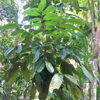 Imagem da planta de Pau Rosa (aniba rosaeodora)