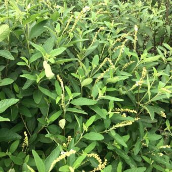 Imagem da planta de Erva Baleeira (cordia verbenacea)